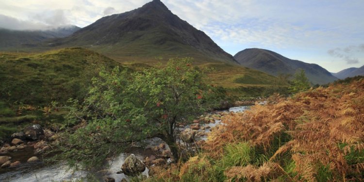 Crinan Woods, Argyll and Bute