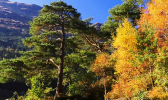 benmore broad thumb