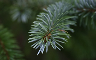 Frost-covered trees