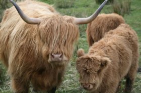 Highland cows