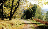 kilmun arboretum broad flash