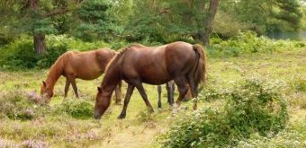 New Forest National Park