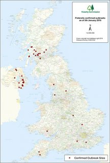 P. lateralis outbreak chart