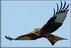 The Argaty Red Kite Centre