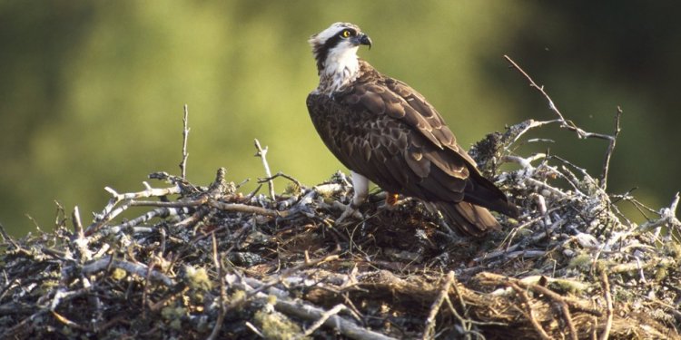 Webcam Loch Lomond